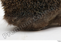  Hedgehog - Erinaceus europaeus # 3 